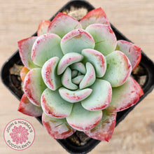 Load image into Gallery viewer, Echeveria 'Ratam'
