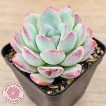 Load image into Gallery viewer, Echeveria 'Ratam' - Lg