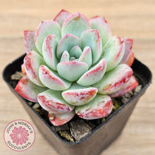 Load image into Gallery viewer, Echeveria 'Ratam'