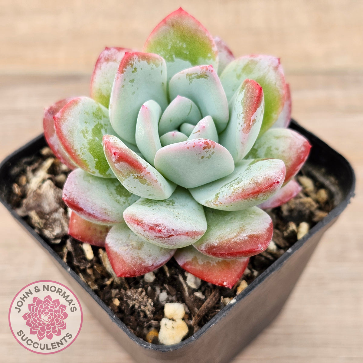 Echeveria 'Ratam' - Lg