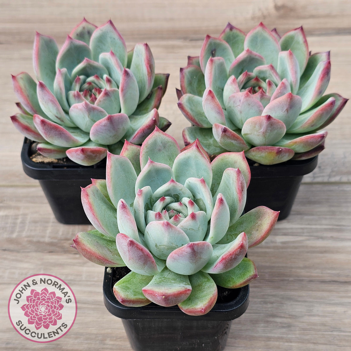 Echeveria 'Ratam' - Lg
