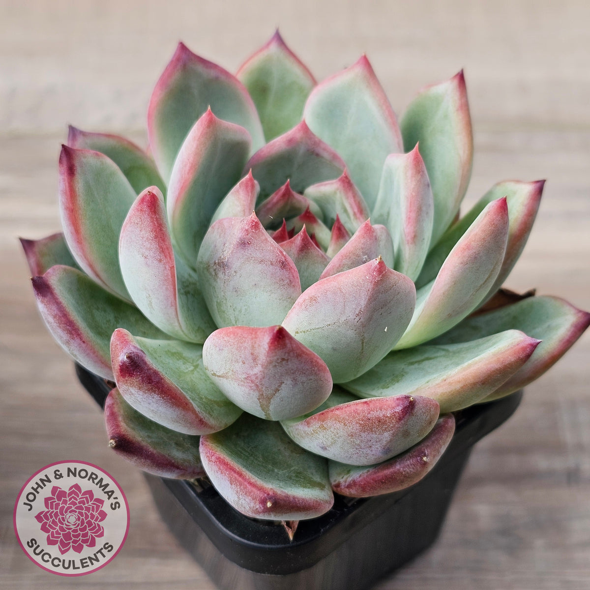 Echeveria 'Ratam' - Lg