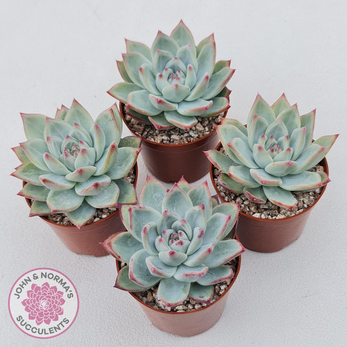Echeveria 'Ratam' - Lg
