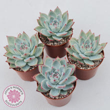 Load image into Gallery viewer, Echeveria 'Ratam' - Lg