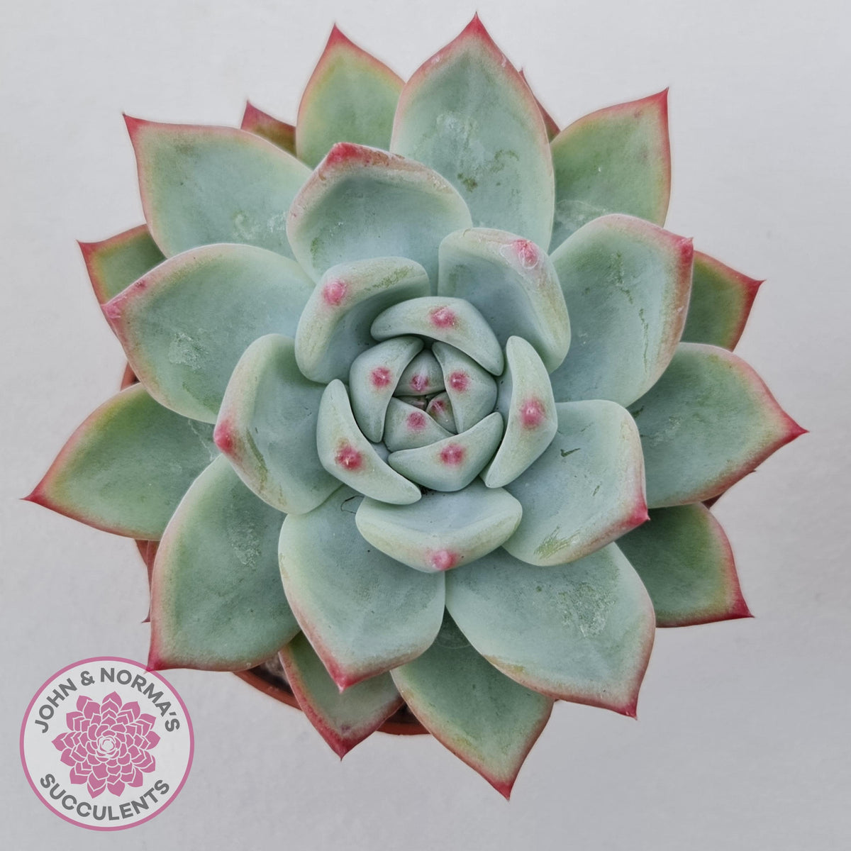 Echeveria 'Ratam' - Lg