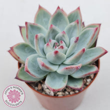 Load image into Gallery viewer, Echeveria 'Ratam' - John & Norma's Succulents Australia