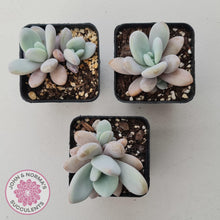Load image into Gallery viewer, Echeveria 'Rayon' - John & Norma's Succulents Australia
