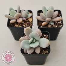 Load image into Gallery viewer, Echeveria 'Rayon' - John & Norma's Succulents Australia