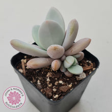 Load image into Gallery viewer, Echeveria 'Rayon' - John & Norma's Succulents Australia
