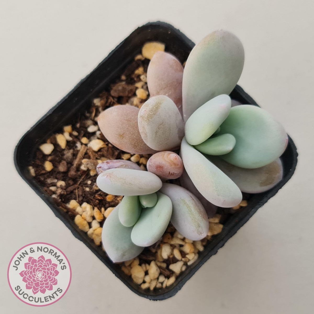 Echeveria 'Rayon'
