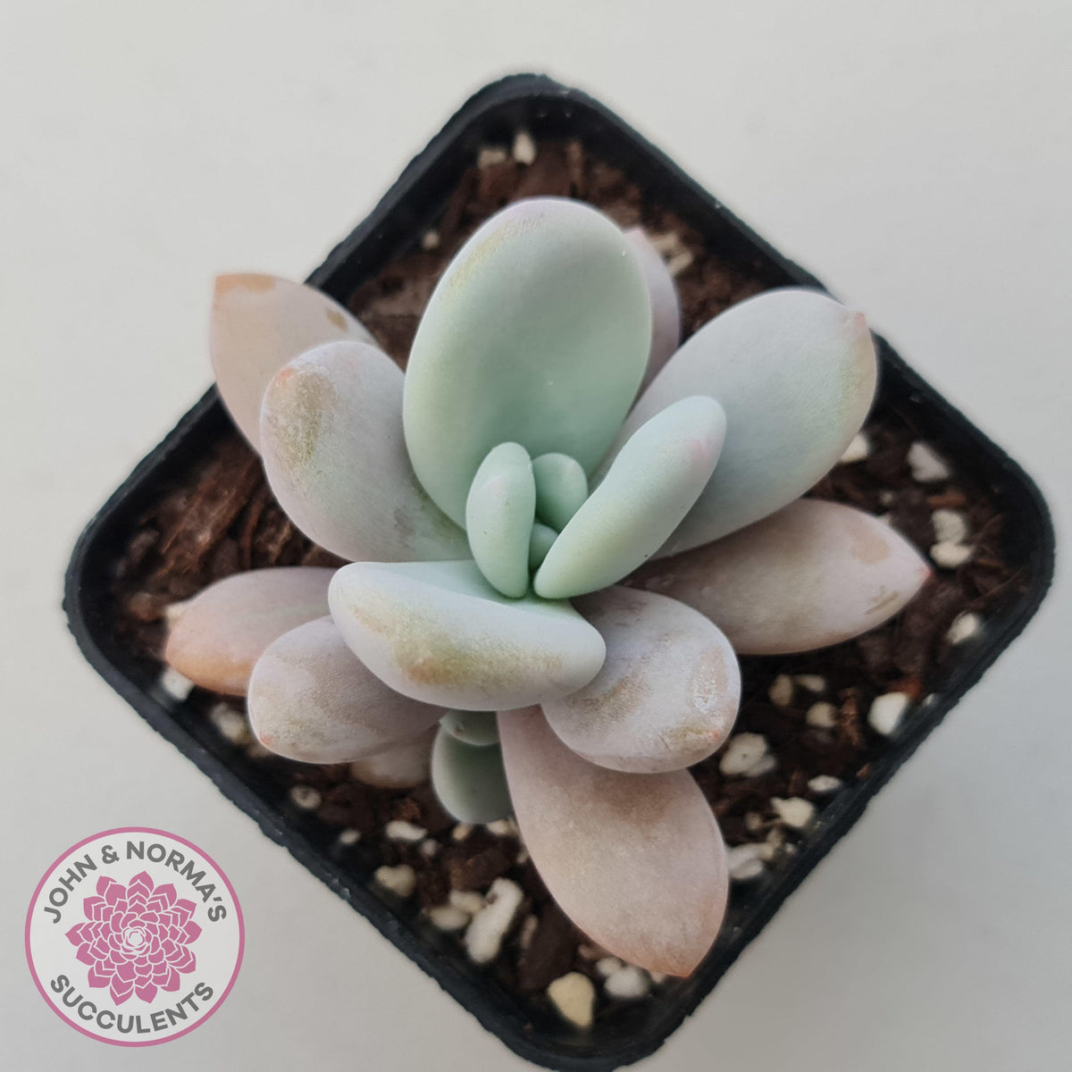 Echeveria 'Rayon'