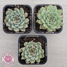 Load image into Gallery viewer, Echeveria 'Red Absinthe'