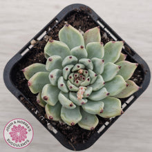 Load image into Gallery viewer, Echeveria 'Red Absinthe'