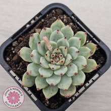 Load image into Gallery viewer, Echeveria 'Red Absinthe'