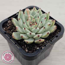 Load image into Gallery viewer, Echeveria 'Red Absinthe'