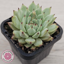 Load image into Gallery viewer, Echeveria 'Red Absinthe'