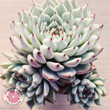 Load image into Gallery viewer, Echeveria 'Red Absinthe' - 90mm Large