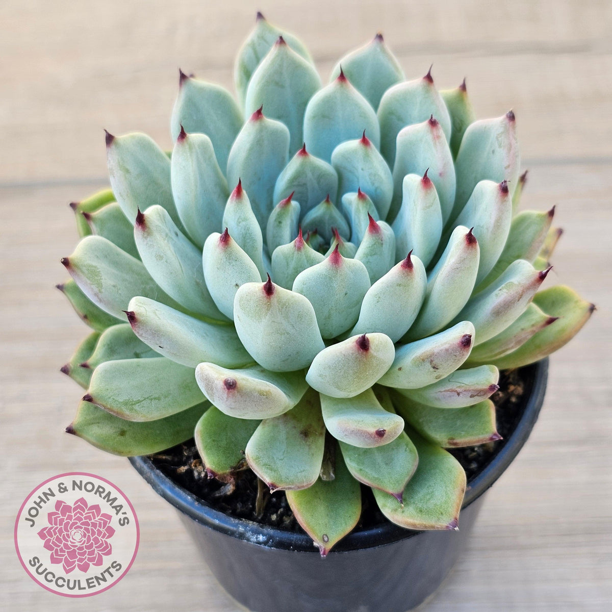 Echeveria 'Red Absinthe' - 90mm Large
