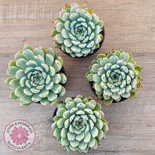 Load image into Gallery viewer, Echeveria 'Red Absinthe' - 90mm Large - John & Norma's Succulents Australia