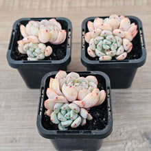 Load image into Gallery viewer, Echeveria 'Red Absinthe'