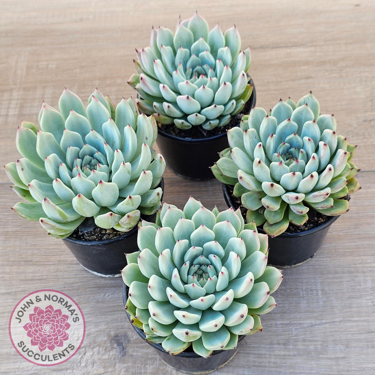 Echeveria 'Red Absinthe' - 90mm Large