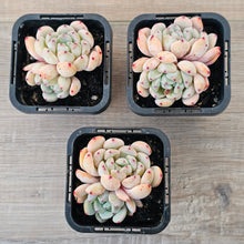 Load image into Gallery viewer, Echeveria 'Red Absinthe'