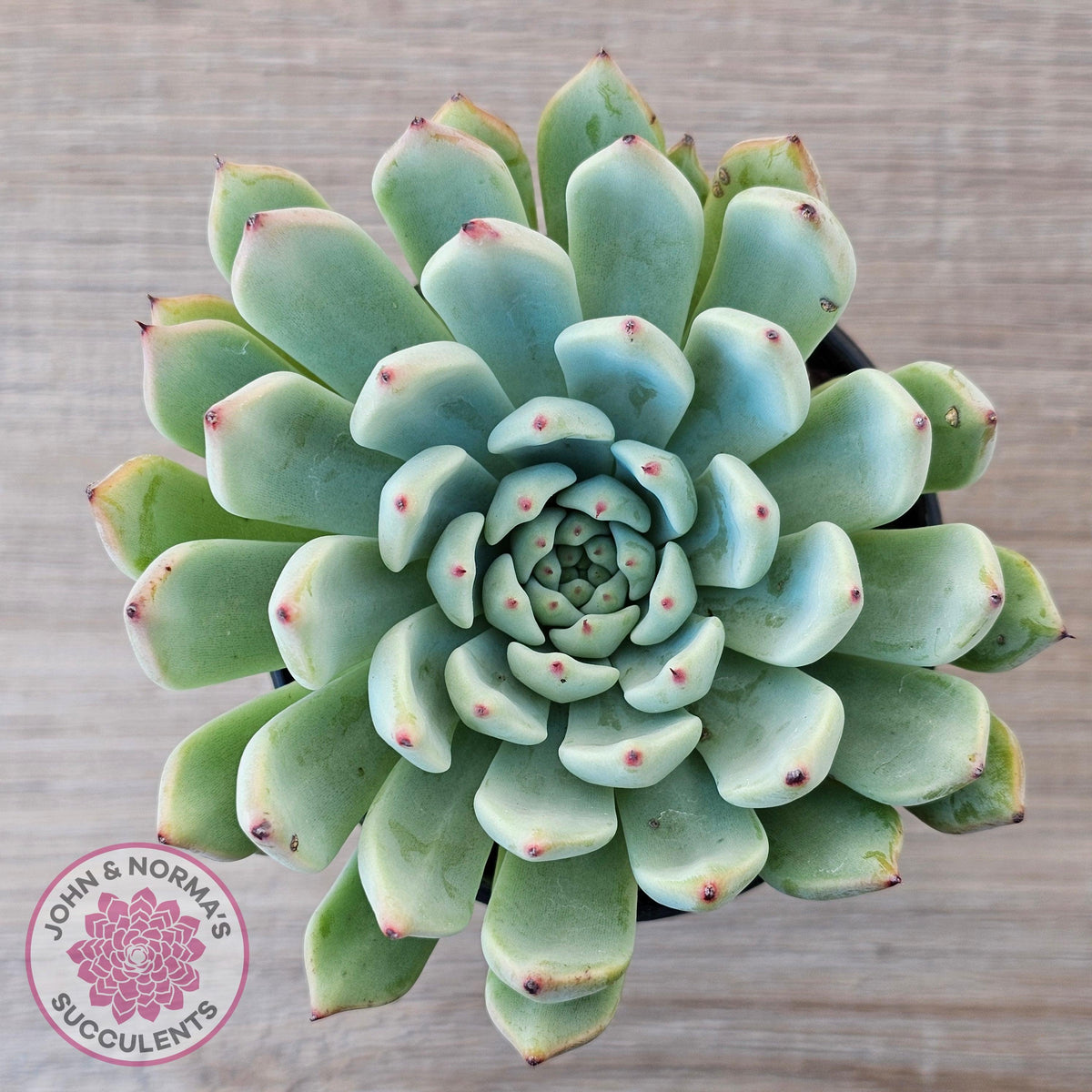 Echeveria 'Red Absinthe' - 90mm Large