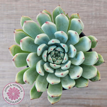 Load image into Gallery viewer, Echeveria 'Red Absinthe' - 90mm Large - John & Norma's Succulents Australia