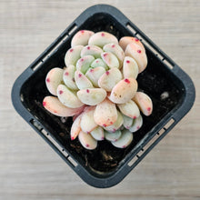 Load image into Gallery viewer, Echeveria 'Red Absinthe'