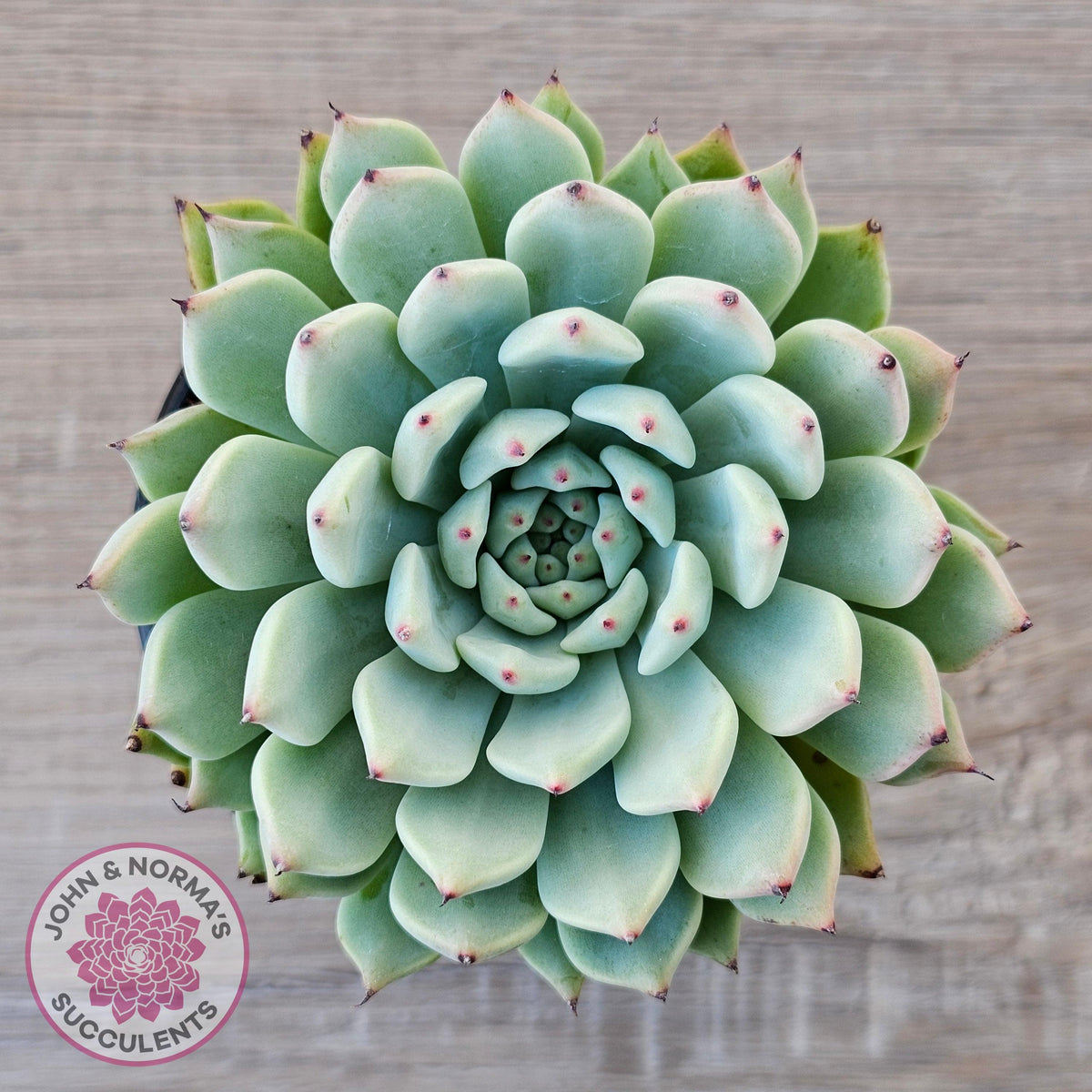 Echeveria 'Red Absinthe' - 90mm Large