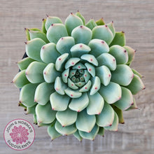 Load image into Gallery viewer, Echeveria 'Red Absinthe' - 90mm Large - John & Norma's Succulents Australia