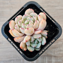 Load image into Gallery viewer, Echeveria 'Red Absinthe'