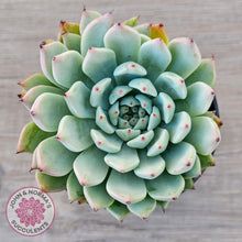 Load image into Gallery viewer, Echeveria 'Red Absinthe' - 90mm Large - John & Norma's Succulents Australia
