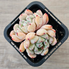 Load image into Gallery viewer, Echeveria 'Red Absinthe'