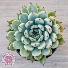 Load image into Gallery viewer, Echeveria 'Red Absinthe' - 90mm Large - John & Norma's Succulents Australia