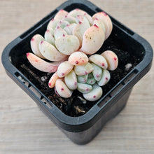 Load image into Gallery viewer, Echeveria 'Red Absinthe'