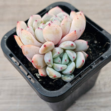 Load image into Gallery viewer, Echeveria 'Red Absinthe'