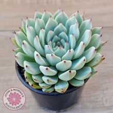 Load image into Gallery viewer, Echeveria 'Red Absinthe' - 90mm Large - John & Norma's Succulents Australia