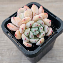 Load image into Gallery viewer, Echeveria 'Red Absinthe'