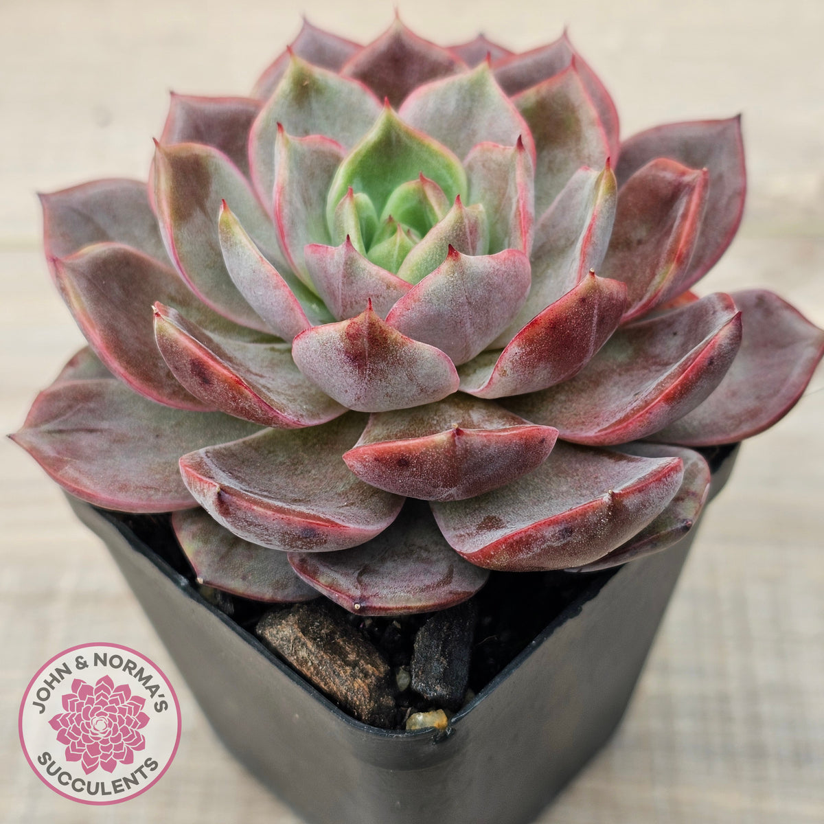 Echeveria 'Red Angel'