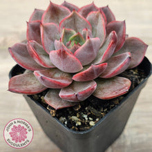 Load image into Gallery viewer, Echeveria 'Red Angel'