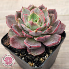 Load image into Gallery viewer, Echeveria 'Red Angel'