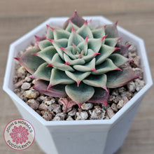Load image into Gallery viewer, Echeveria 'Red Cicada'
