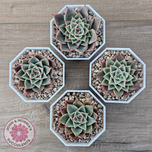 Load image into Gallery viewer, Echeveria 'Red Cicada'