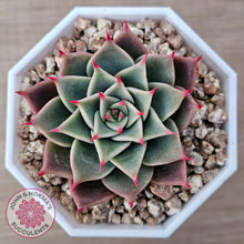 Load image into Gallery viewer, Echeveria 'Red Cicada'