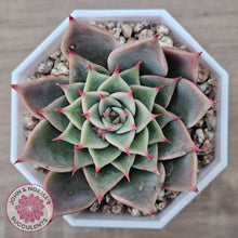 Load image into Gallery viewer, Echeveria 'Red Cicada'