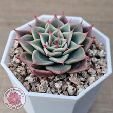 Load image into Gallery viewer, Echeveria 'Red Cicada'