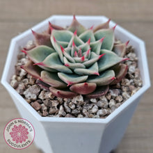 Load image into Gallery viewer, Echeveria 'Red Cicada'