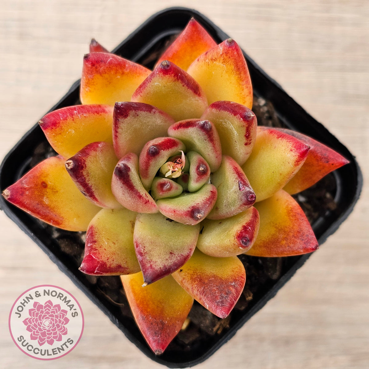 Echeveria agavoides sp. (Red)