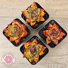 Load image into Gallery viewer, Echeveria agavoides sp. (Red)